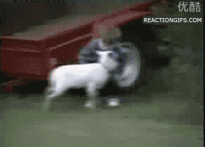 Funny reaction gifs